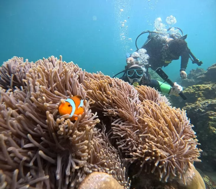 Raya-coral maiton island