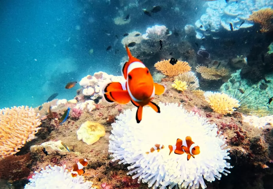 Raya-coral maiton island