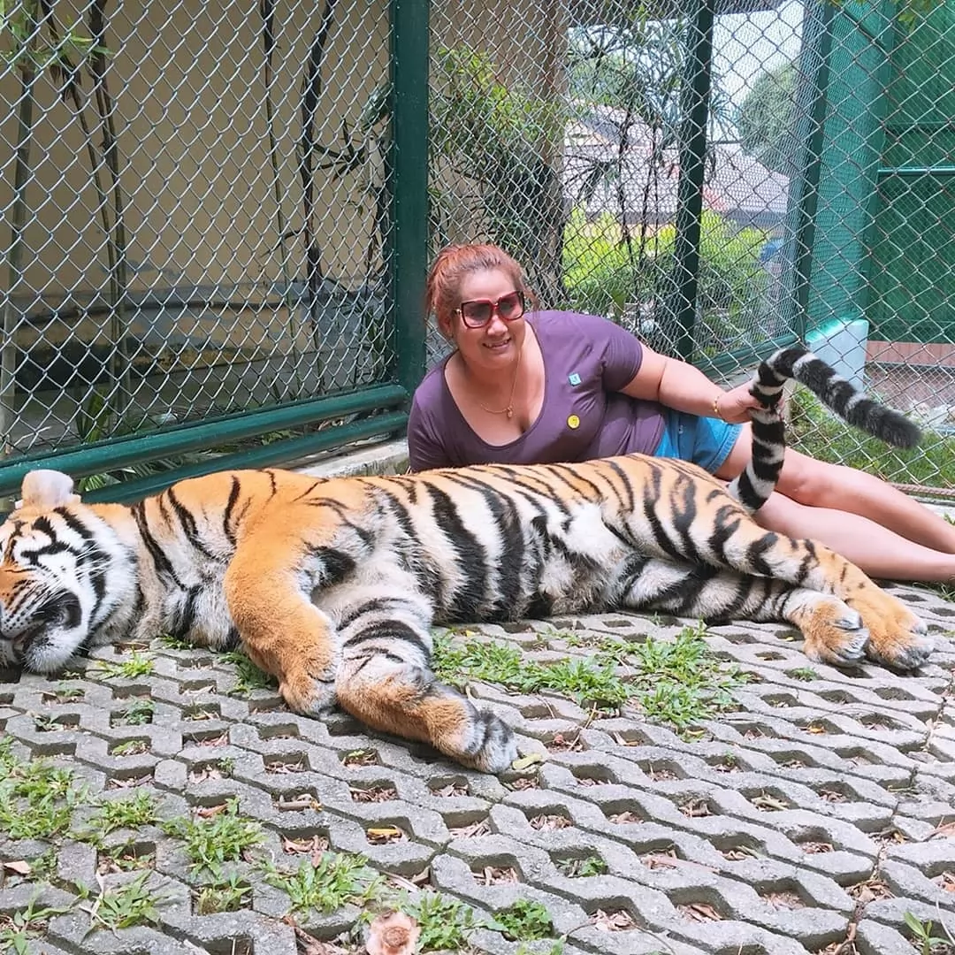 city tour tiger atv elephant 
