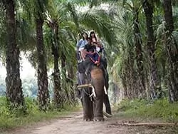 Khaolak safari